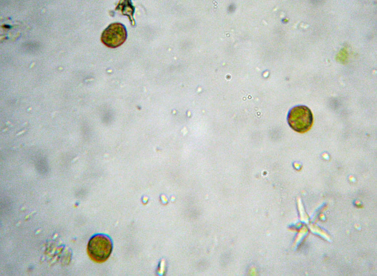 Muschio su tronco: Syntrichia ruralis?